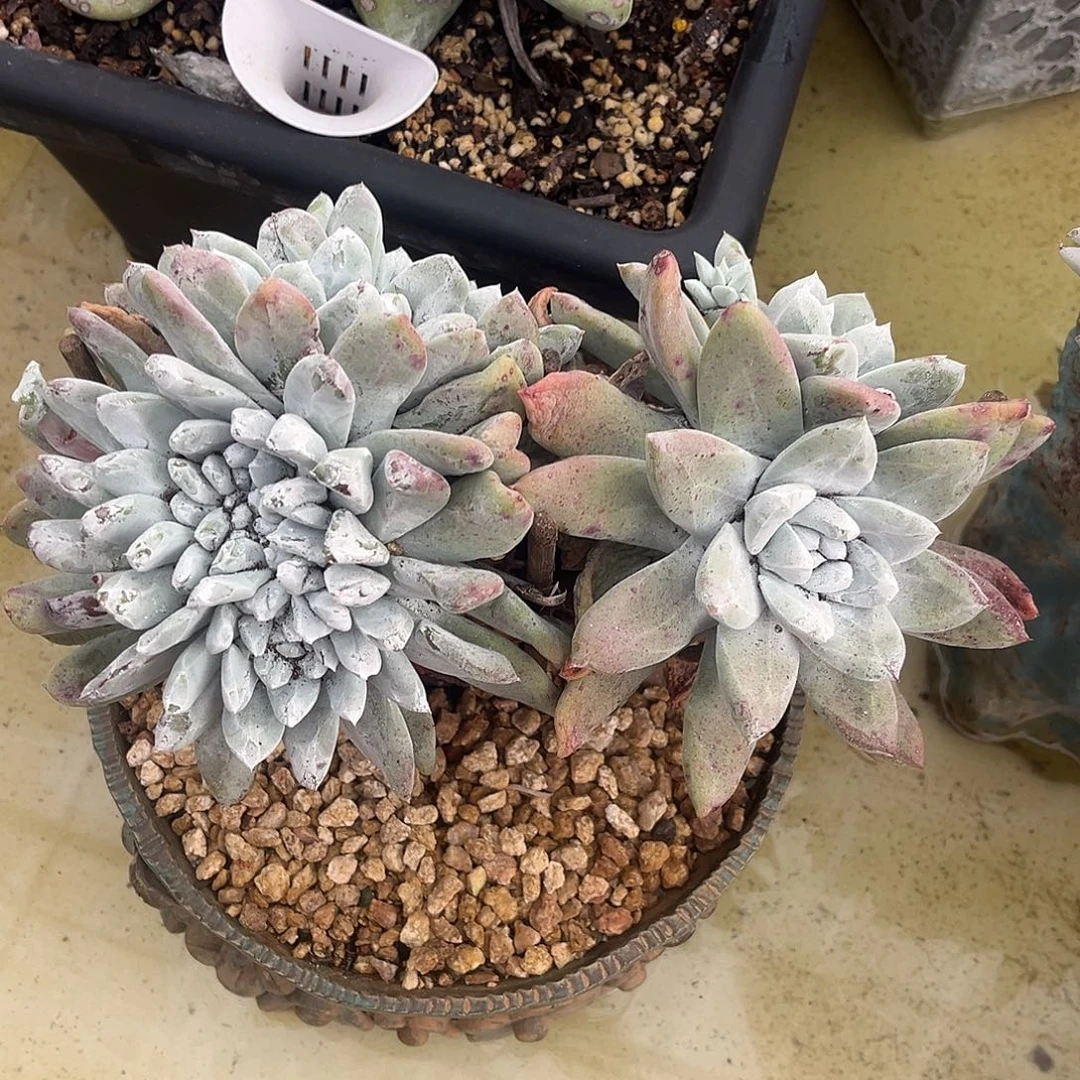 紫***9小鹿多肉一物一拍8592