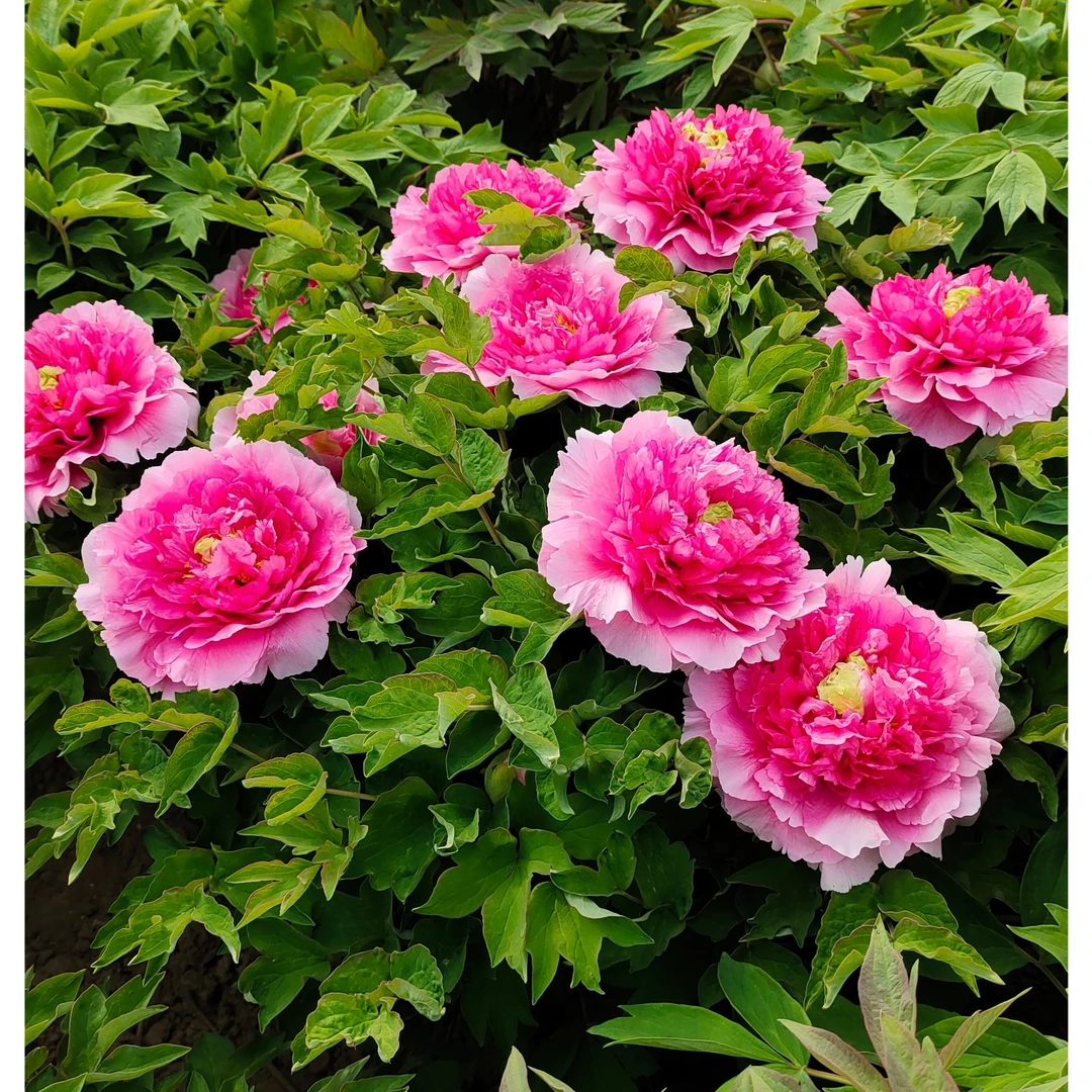 牡丹《迎日红》耐旱耐寒庭院种植