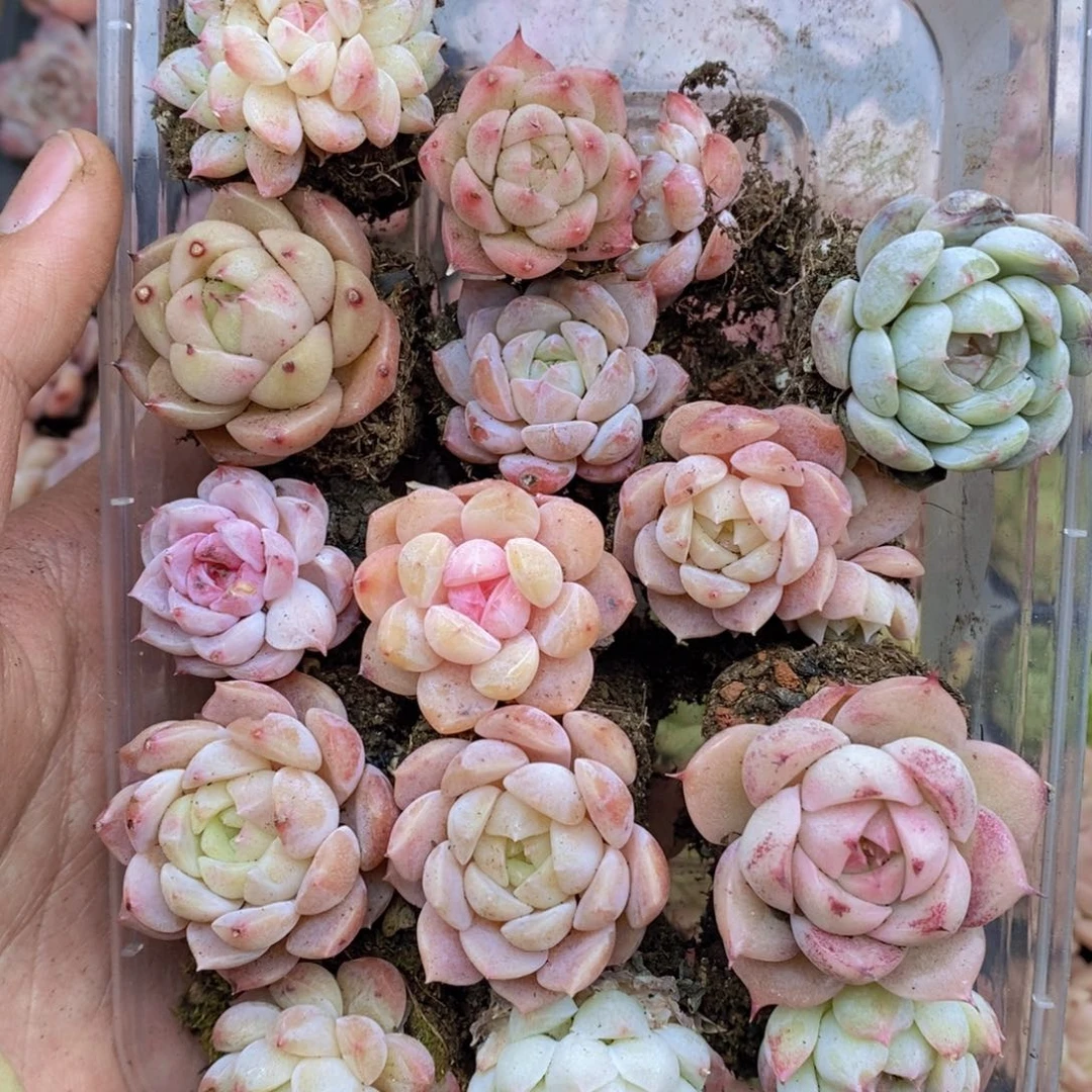 春泥家框拍链接U2