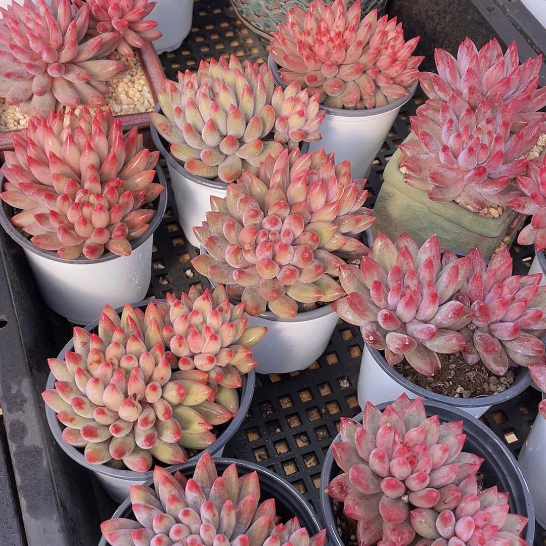 401号 红体虞美人大双头一个