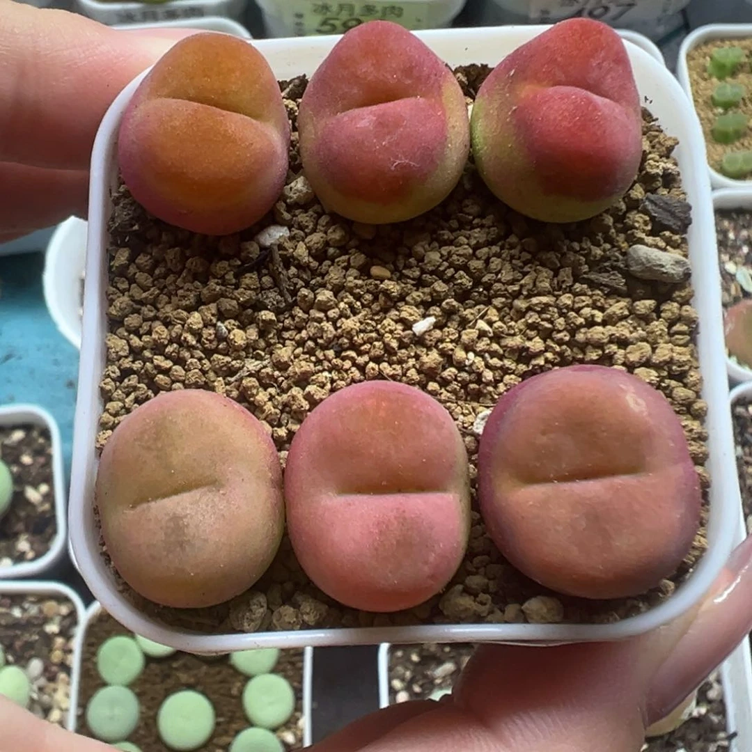 508水蜜桃裸根发货