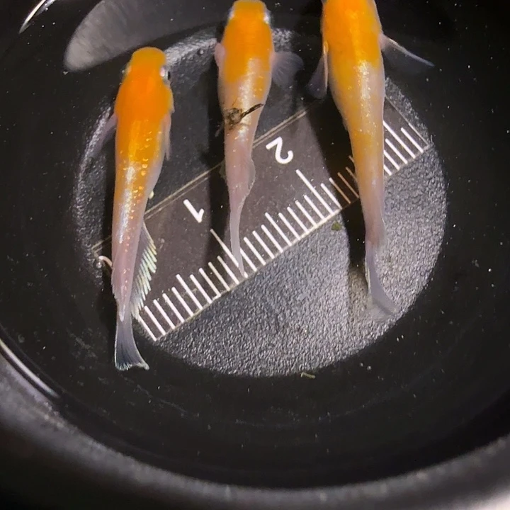 青鳉鱼一物一拍368