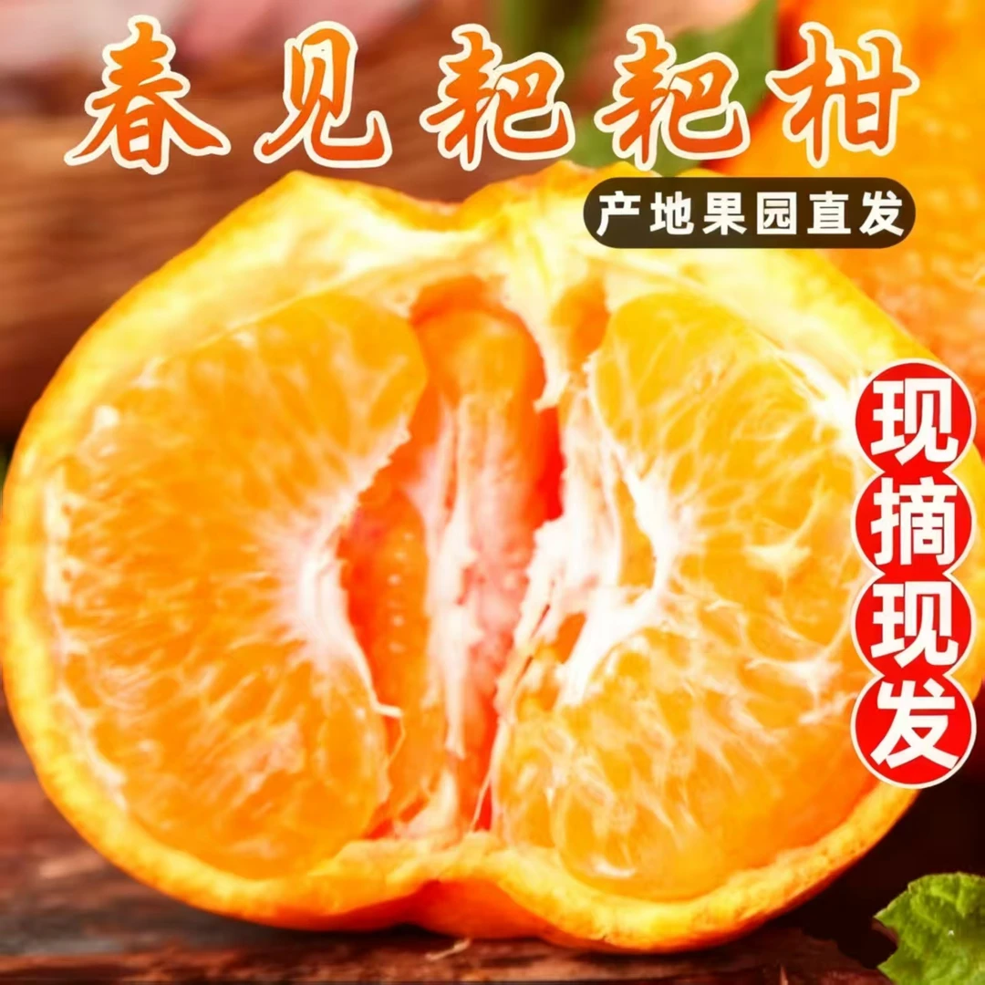 【2026春见耙耙柑】现摘四川水果新鲜丑桔橘八怪特甜柑蜜桔子蜜橘