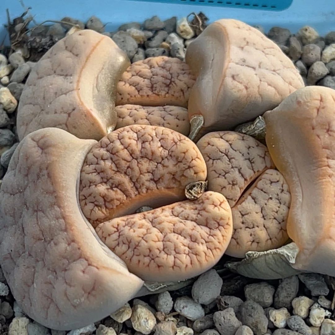 8243三头荒群一颗