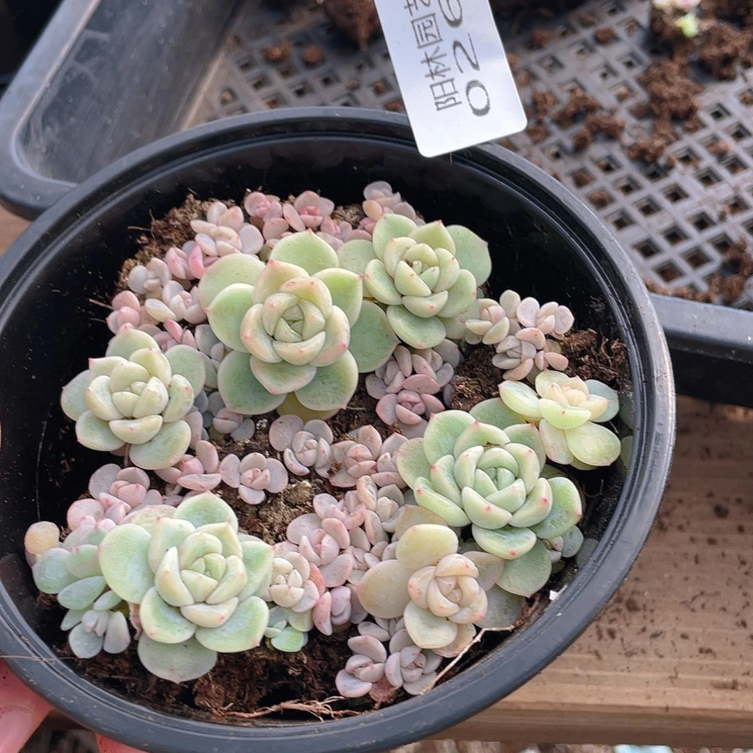 多肉植物多肉植物267