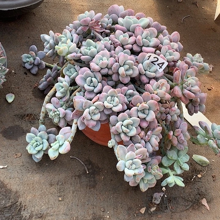 124洛神 一物一拍多肉