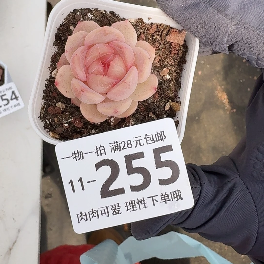 不***鱼蜜桃甜心无盆土发货无