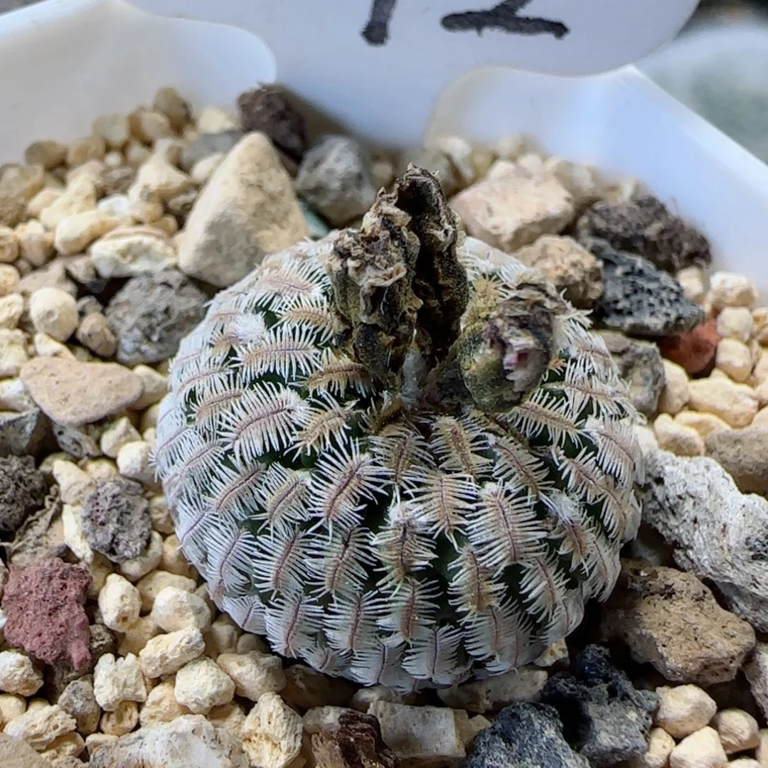 42实生精巧殿多肉