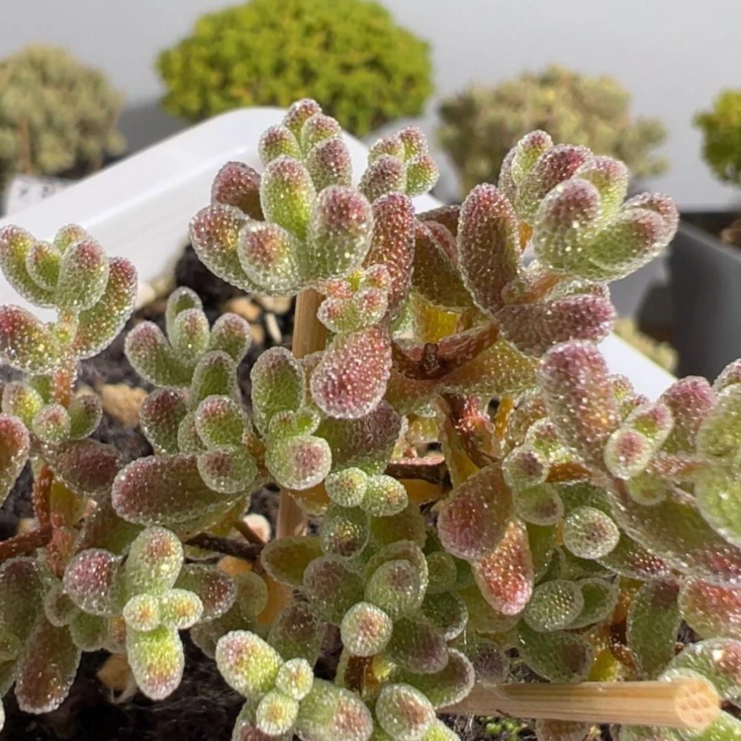 【闪购商品】z980实生冰晶冠幅6cm