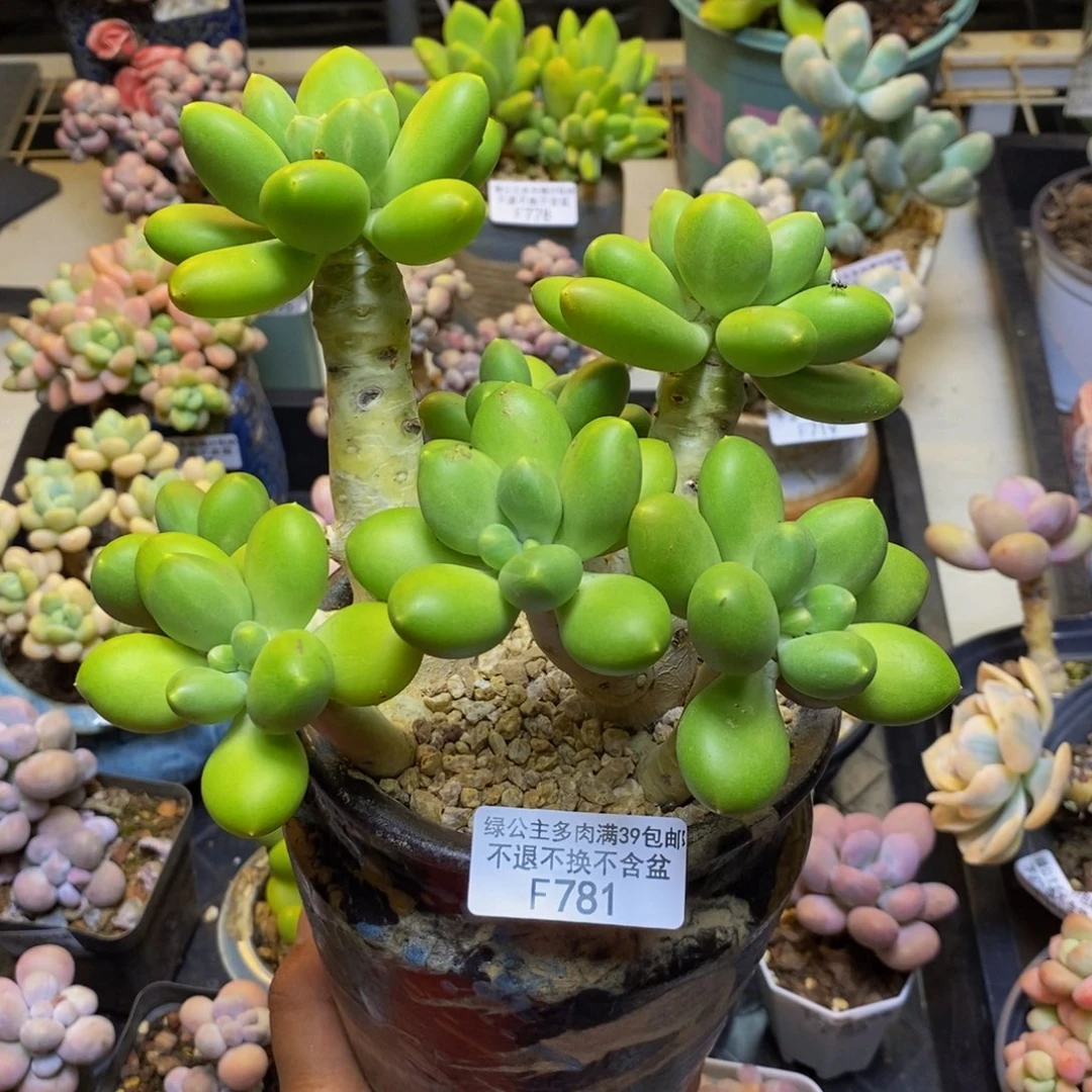 781金蟾芒果奶多肉15cm