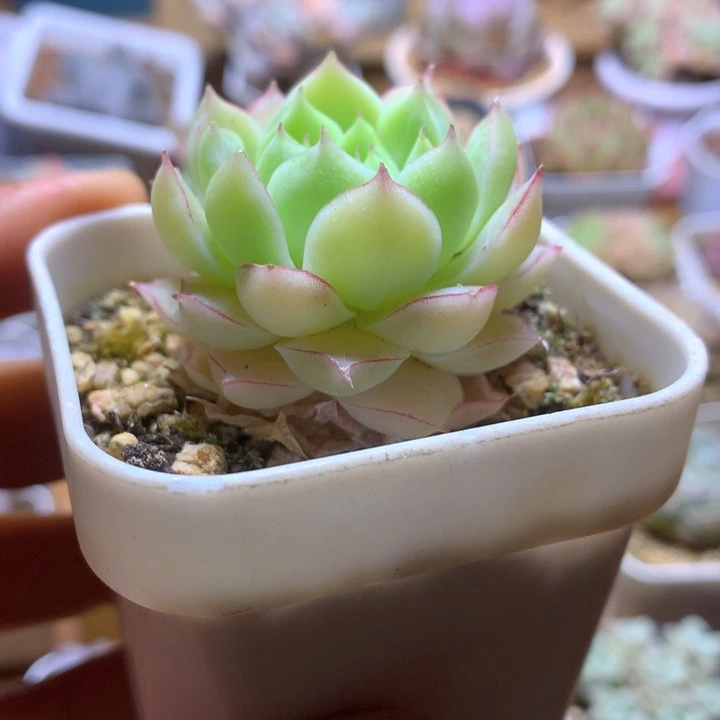 玫瑰花女王一物一拍