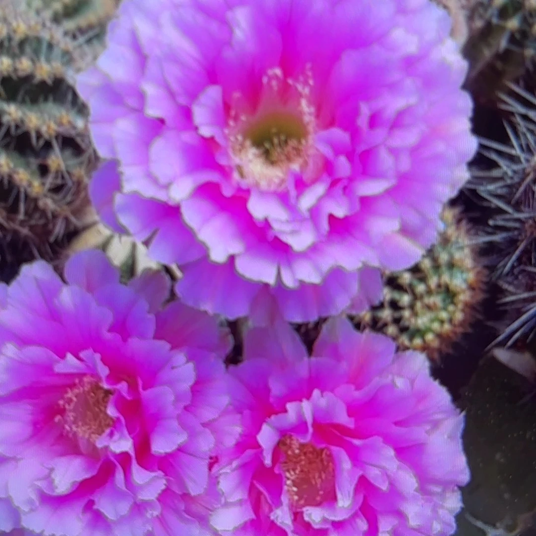 可可可彩侧牙20包邮25