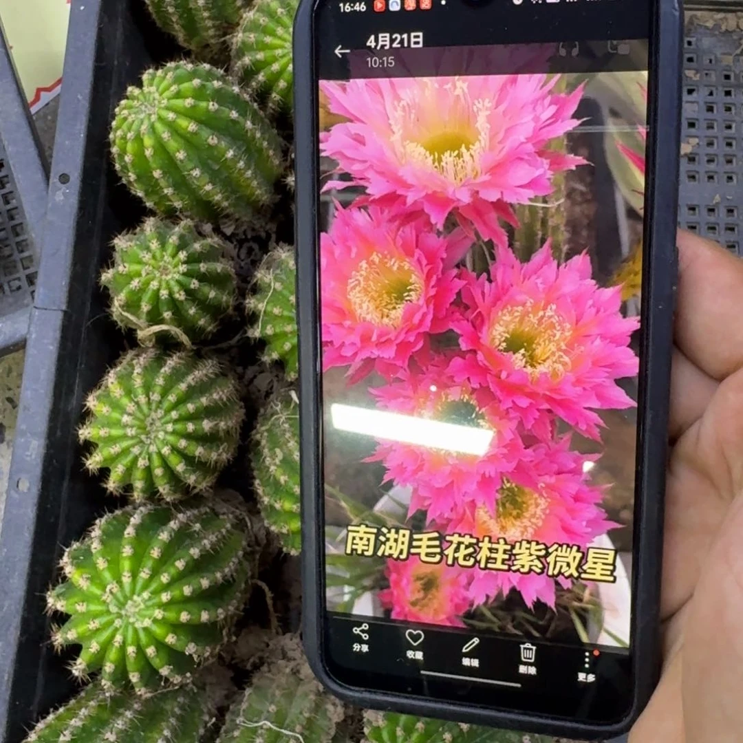 25毛花柱紫薇星根脱土发货，20包邮