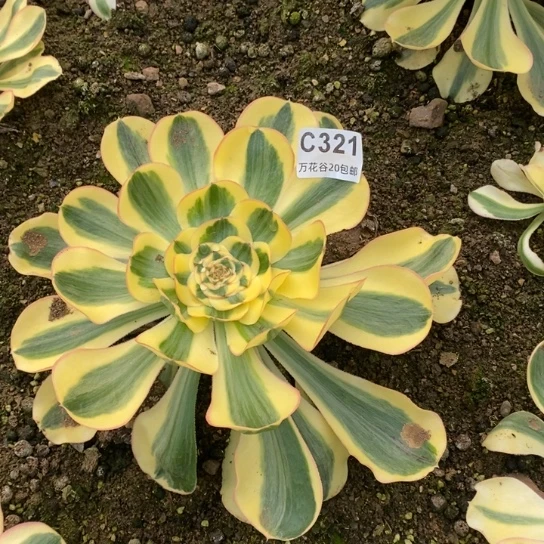 321王妃多肉植物