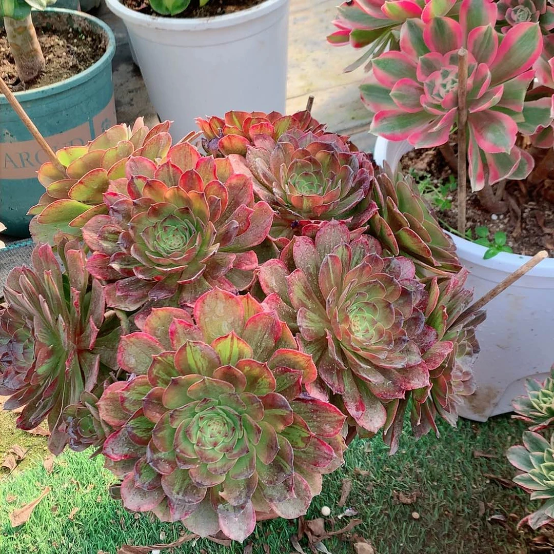 【闪购商品】G****磊斑斓，多肉