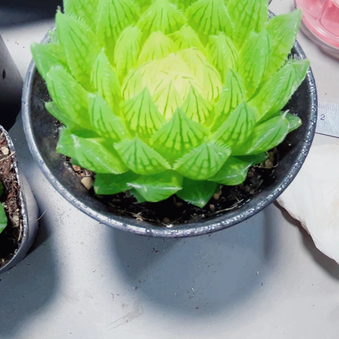 白莲花多肉植物666