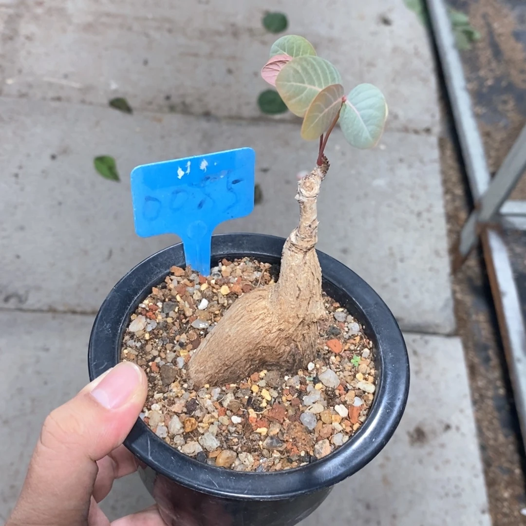 奇异油柑多肉植物