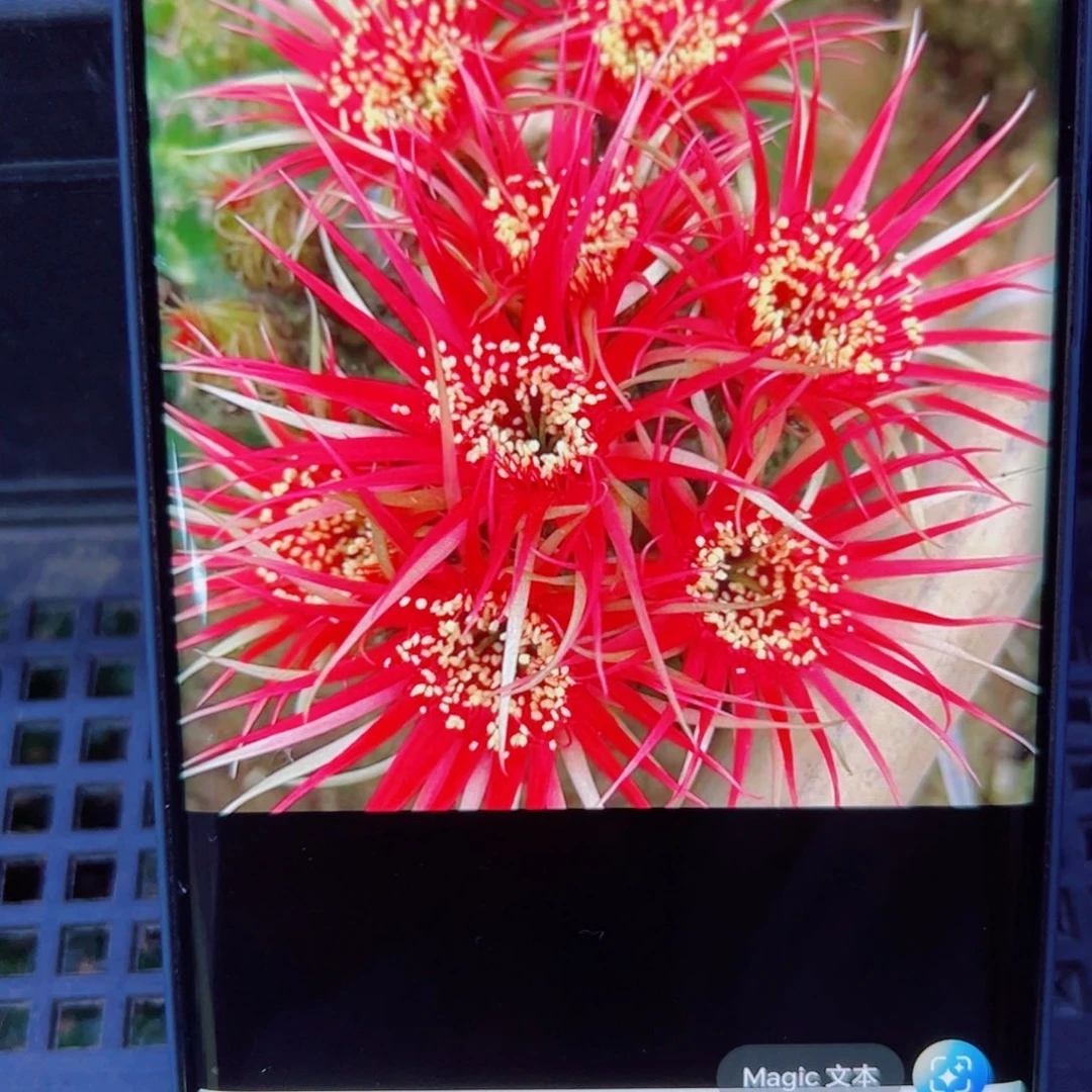 下33丽花红召和歪无根侧芽3公分左右20包邮