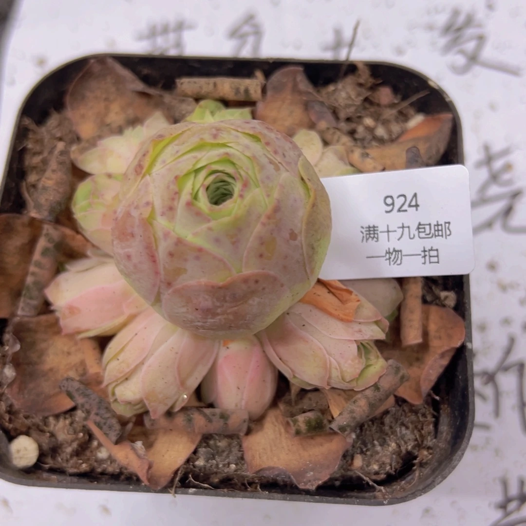 924 侧牙掉了不包损无售后