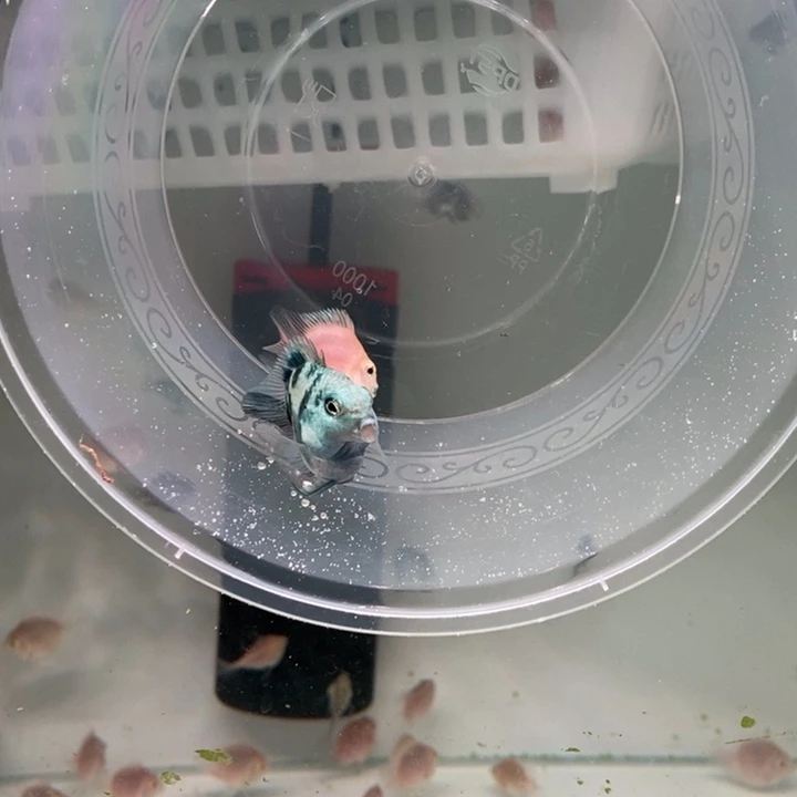 鹦鹉鱼黑尾宝蓝配胭脂粉一对