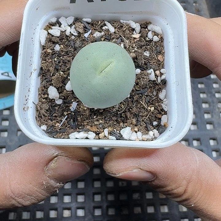 162 多热植物多肉植物