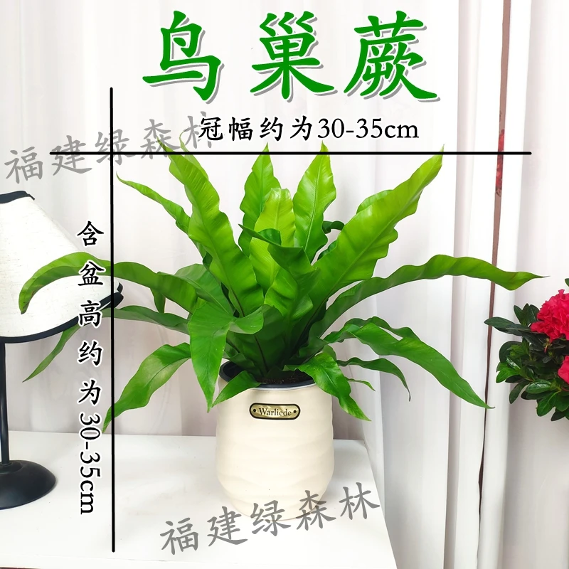 波纹盆鸟巢蕨盆栽室内外观叶绿植好养活办公室四季常青植物