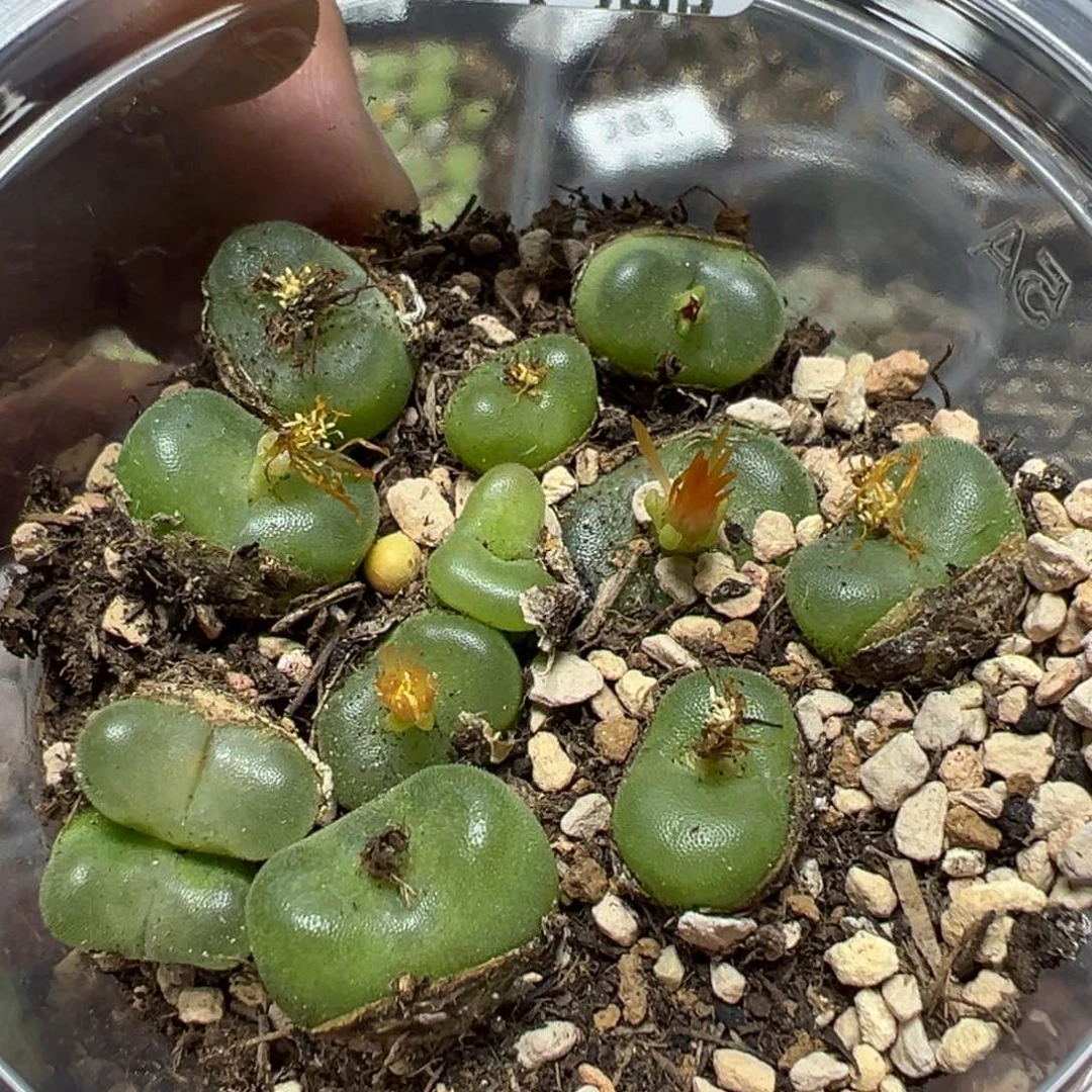 【闪购商品】 284。