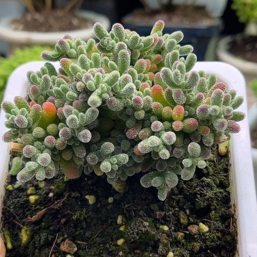 46五彩冰晶优选枝干番杏