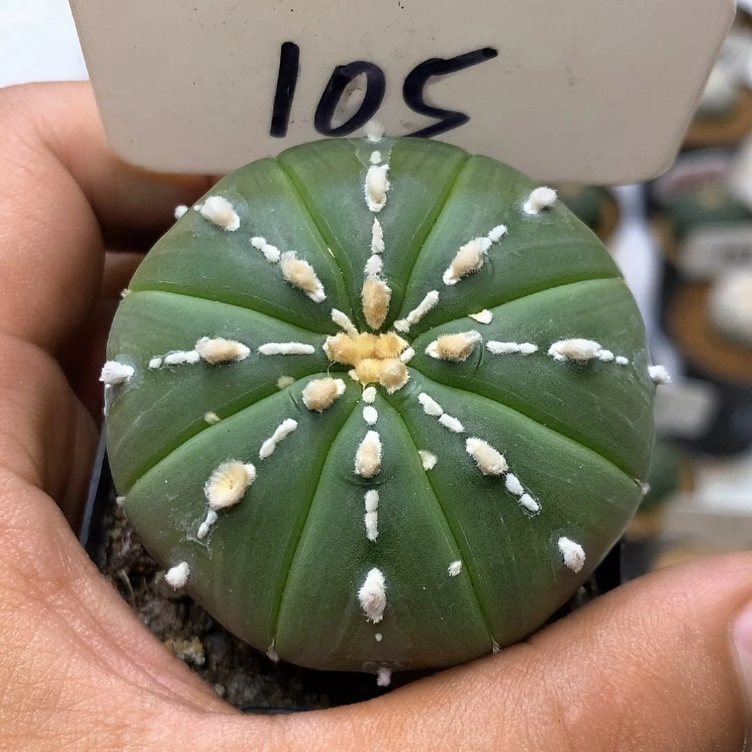 105福利特价咯福利了啦