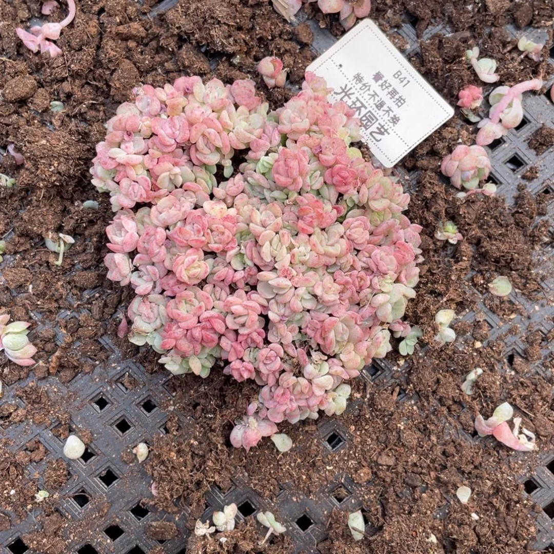 b41号胖宝珍妮白心切糕包邮