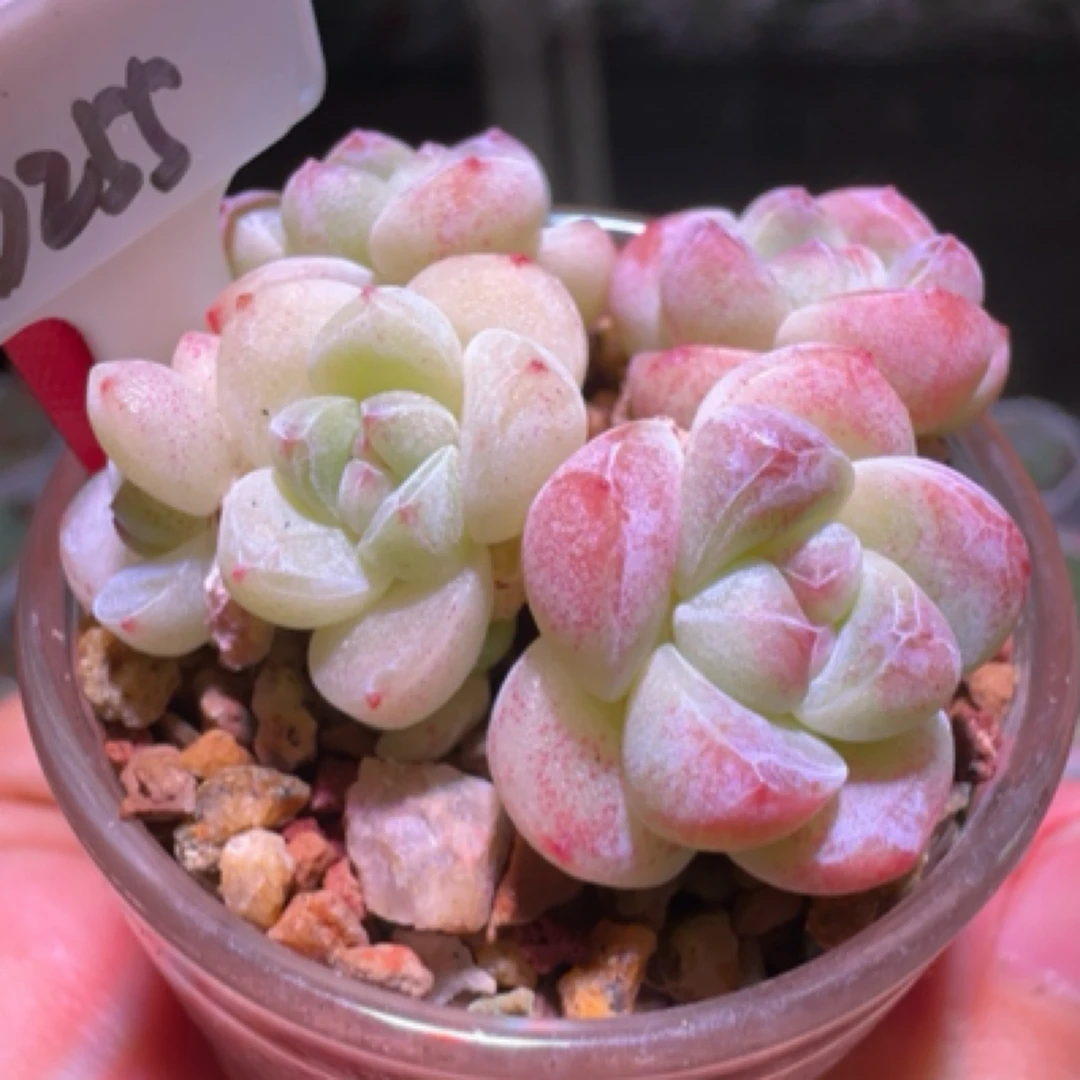 精品冰玉群多肉，基因巨好的一款冰玉盆口5厘米，满38元包邮