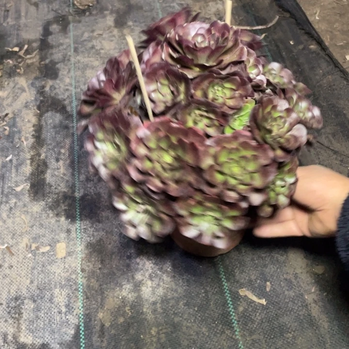 32魅金多肉多肉植物多肉