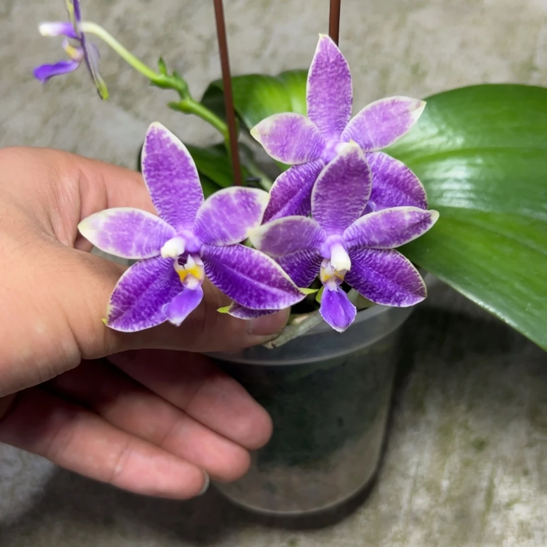 完全开放l595三寸ys1180