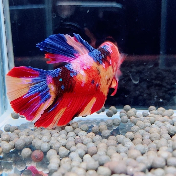 斗鱼黑234号巨斗将军