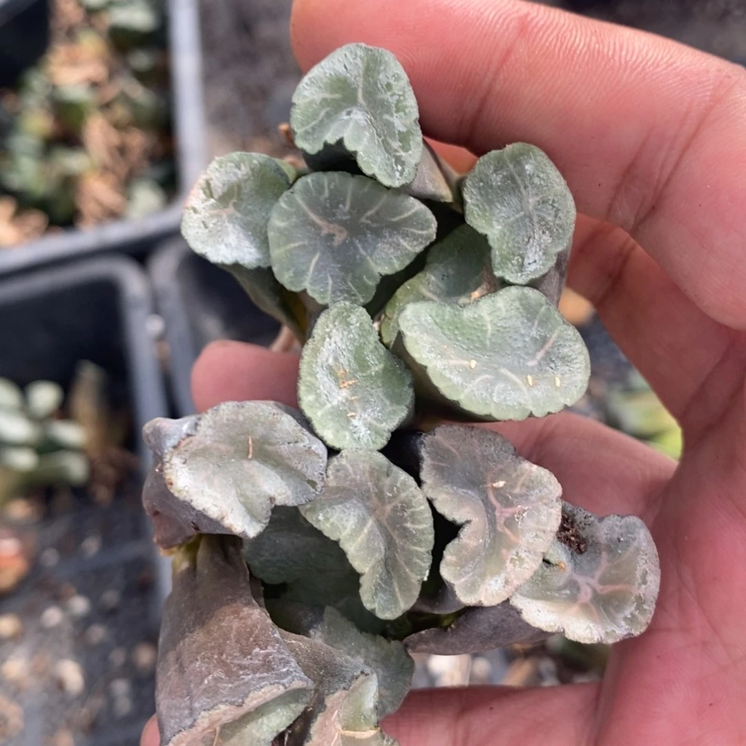 2506 一颗实生大窗万象 巨无霸 福利