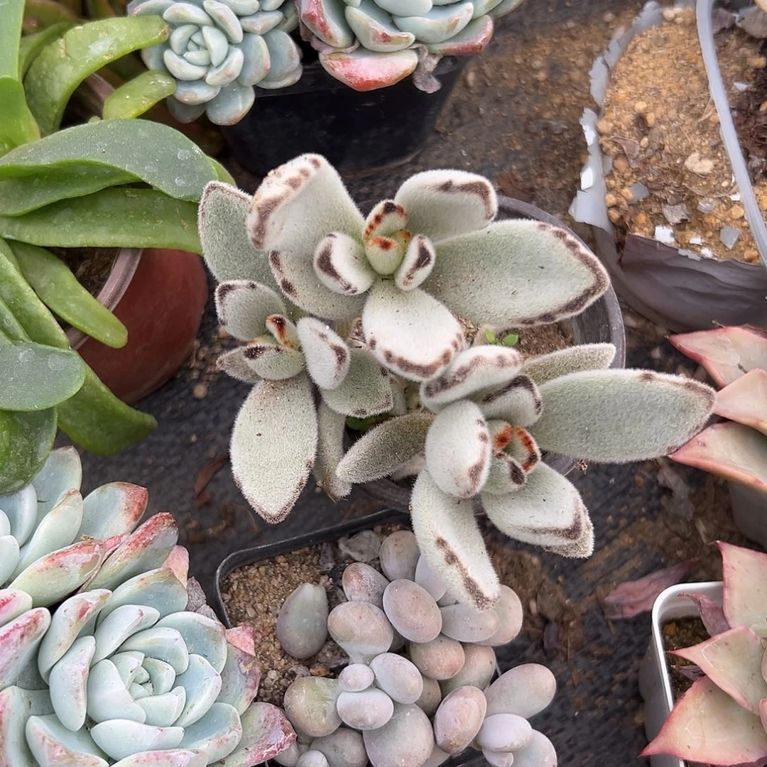 多肉植物月兔耳群