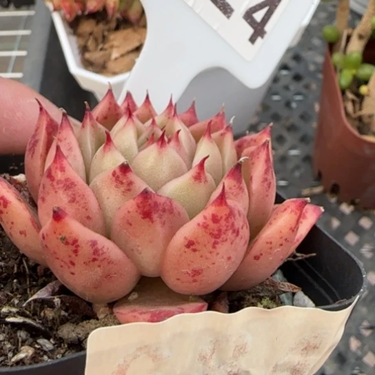 124杂一物一拍多肉