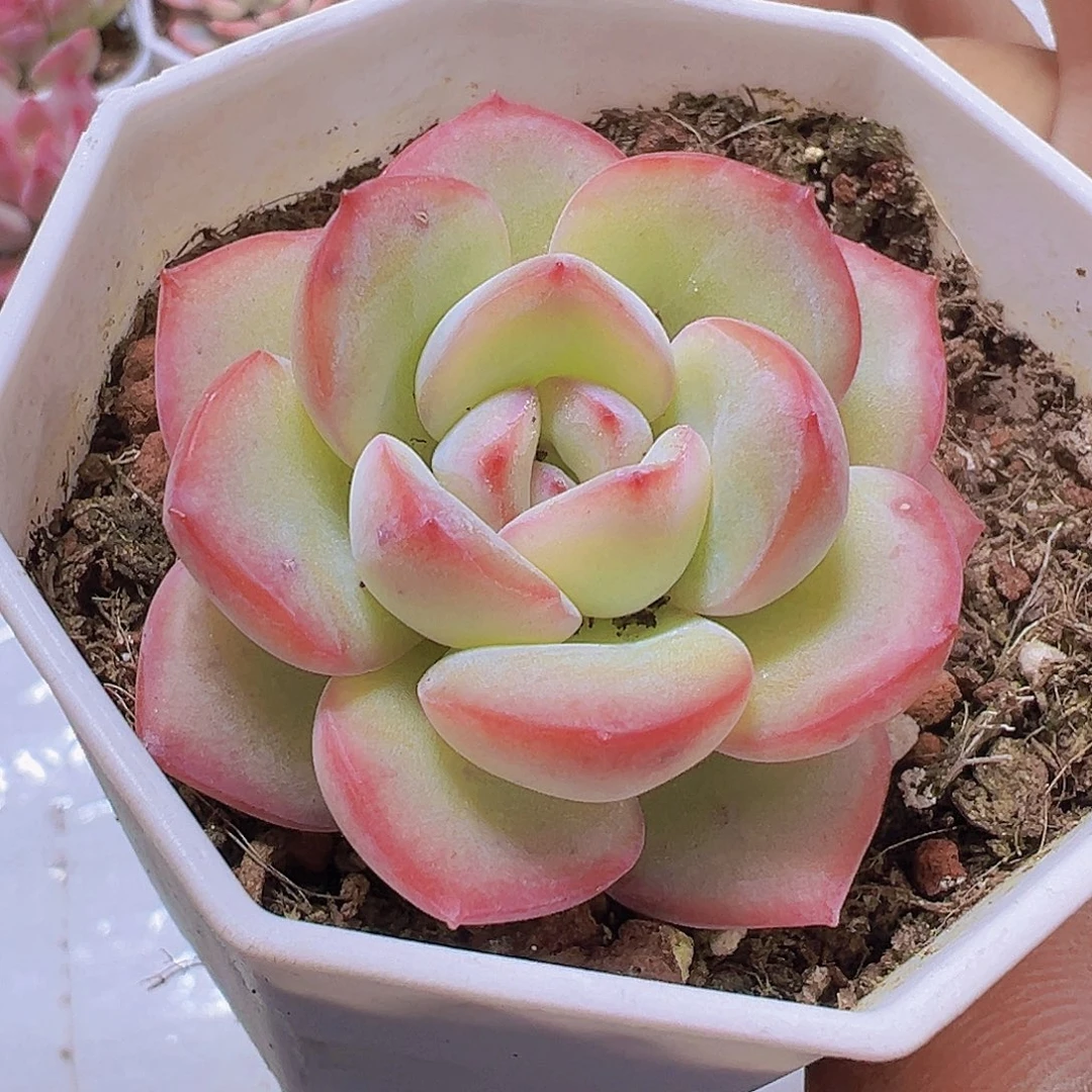 8角盆精品泡芙19包邮