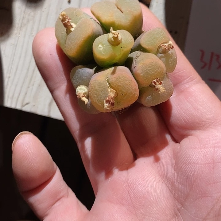 31359。    7头捧花。