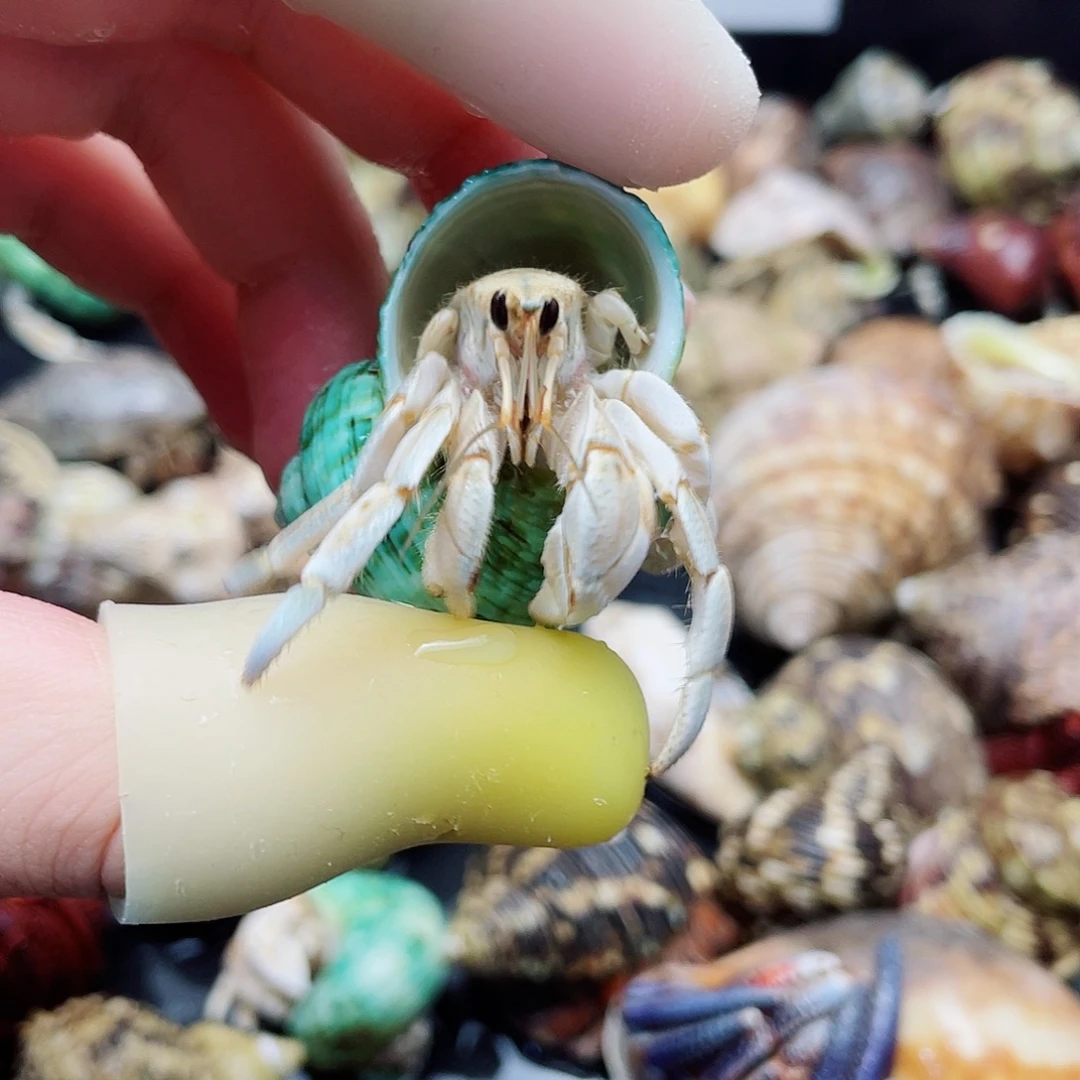 1.7口外岛白灰白 超仙