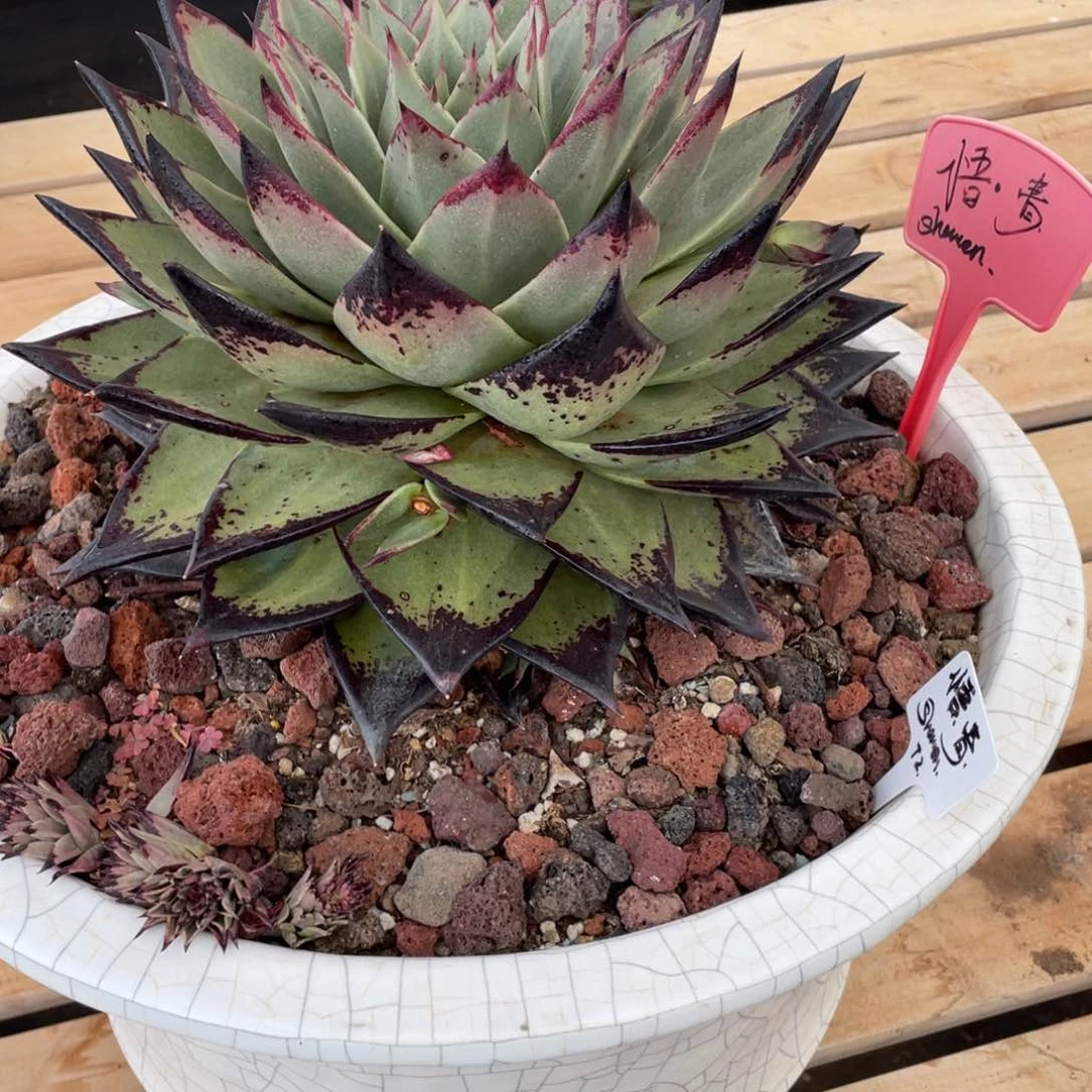 白***座多肉植物，山人园艺，c