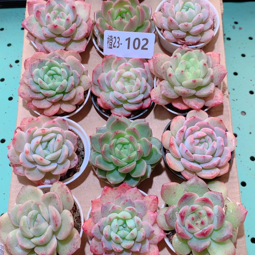 23-102一物一拍多肉带盆18颗