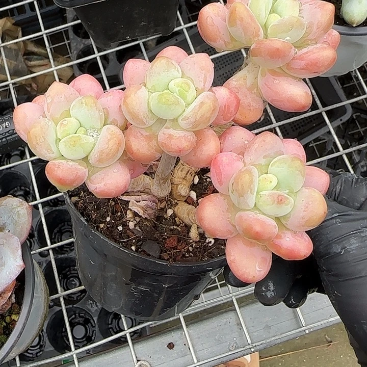 青蛙王子儿童牙膏11