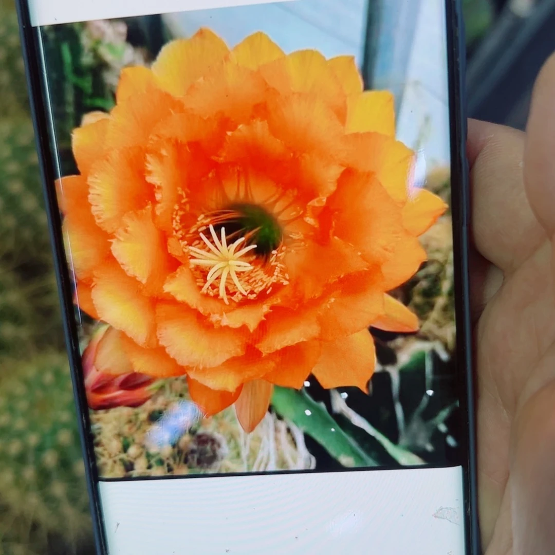 310毛花梦歪无根侧芽5公分左右20包邮