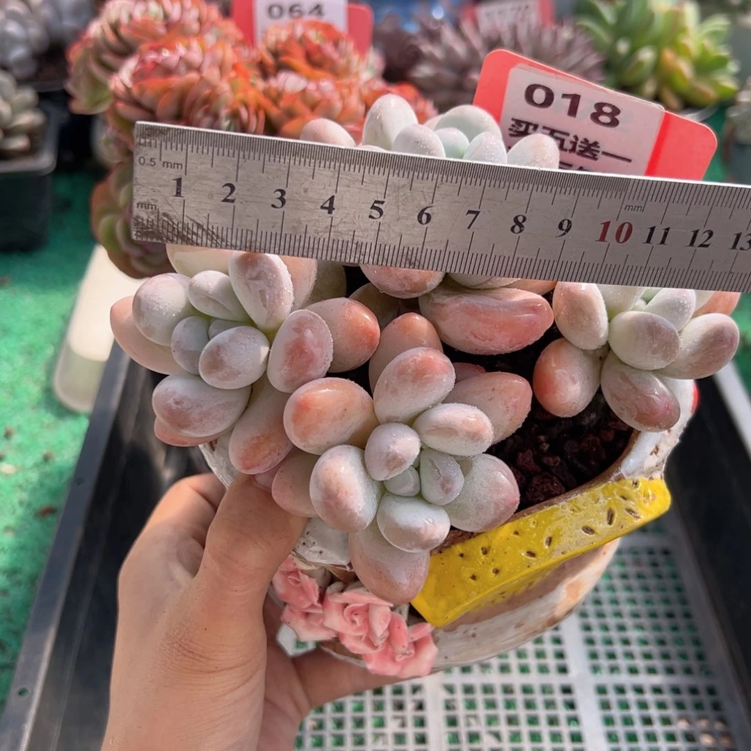 表妹精品多肉植物018.