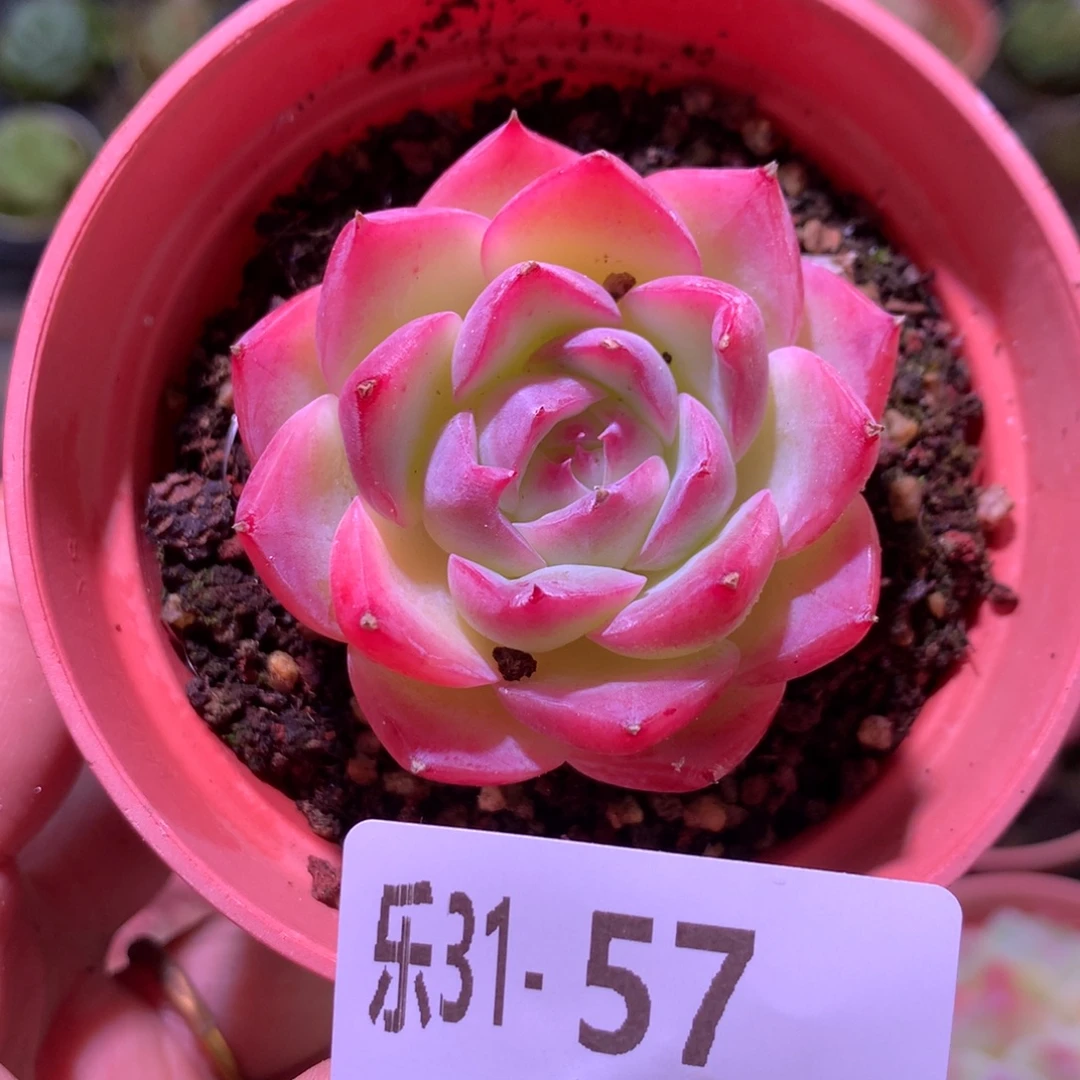 乐然31-57 粉水晶