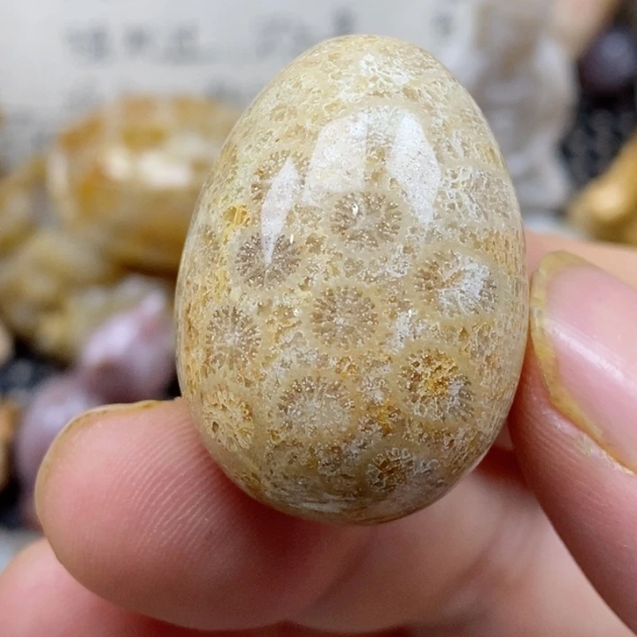 颈饰未镶嵌硅化珊瑚（珊瑚玉）有瑕