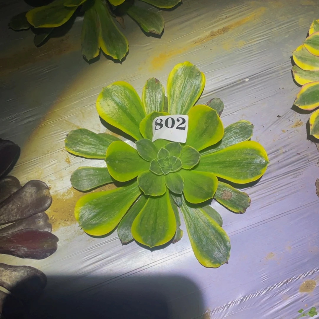 香炉盘白黄拉丝多肉植物802