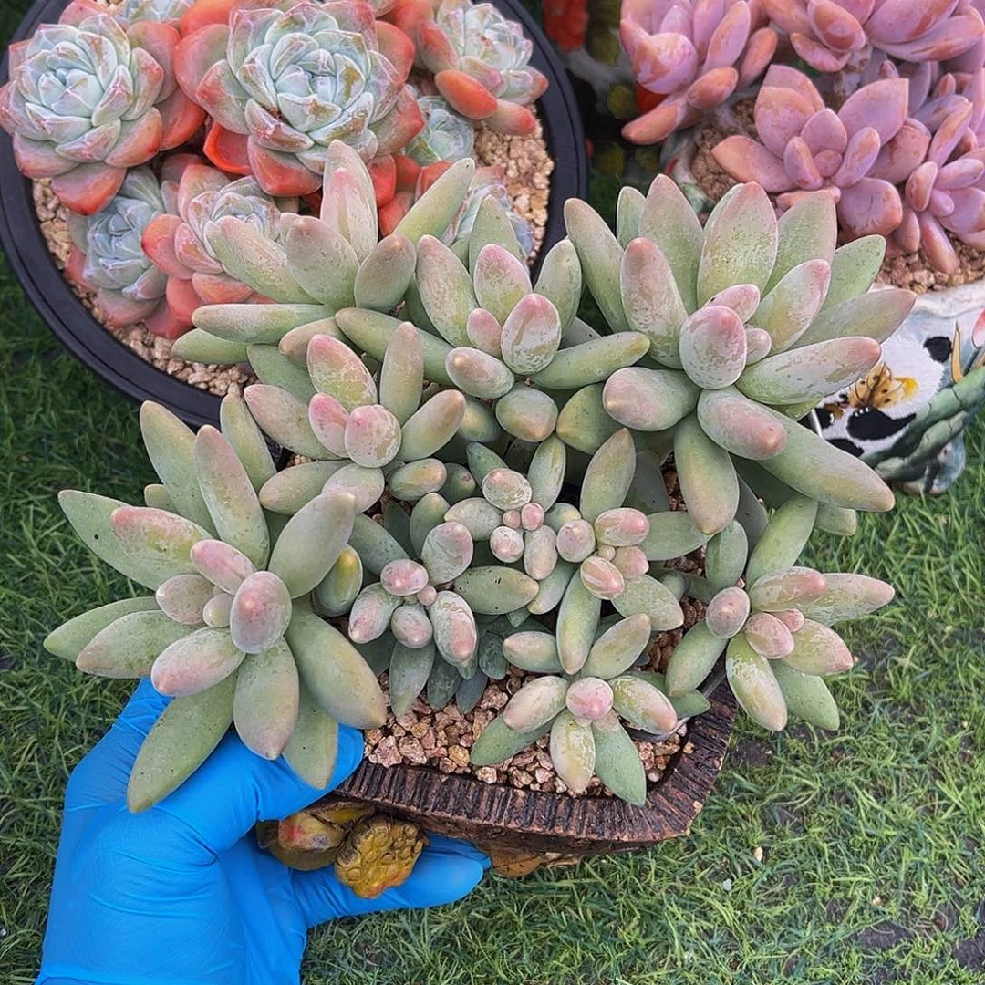 白兰地平头一物物一拍