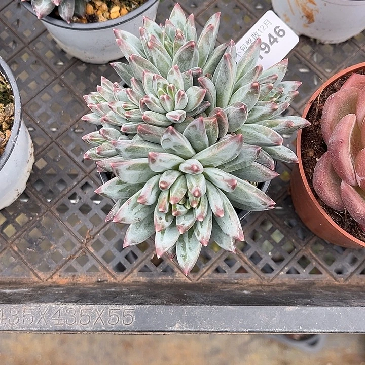 阿雅园艺。      1946三色美人